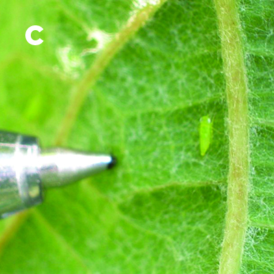 Fig. 02C: Photograph of a leafhopper nymph.